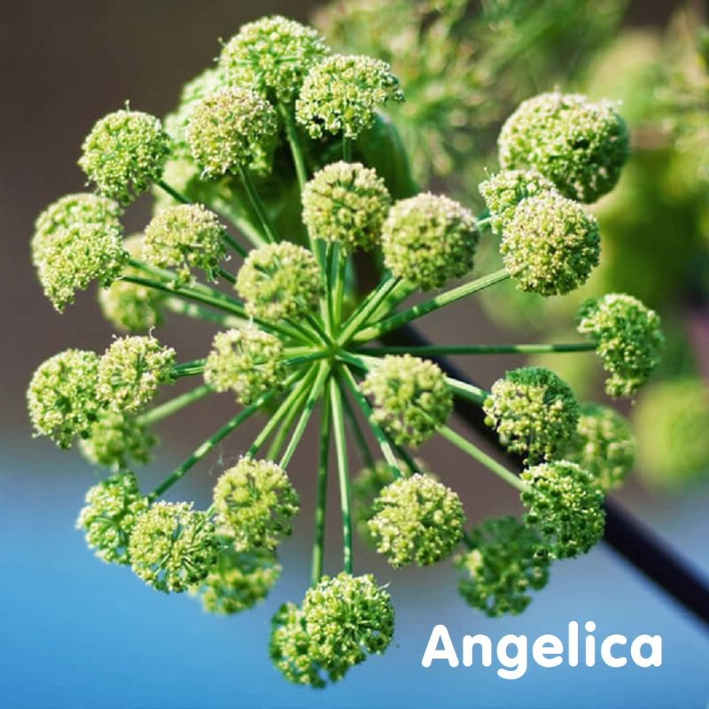 Angelica – Hoa Bạch Chỉ, lời động viên, năng lượng tích cực cho cư dân