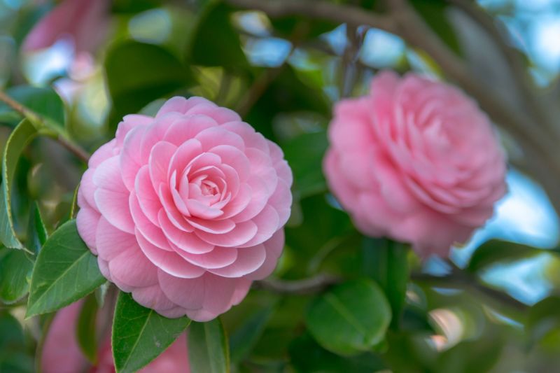 Camellia – Hoa Trà – Biểu tượng của tình yêu lãng mạn, ngọt ngào
