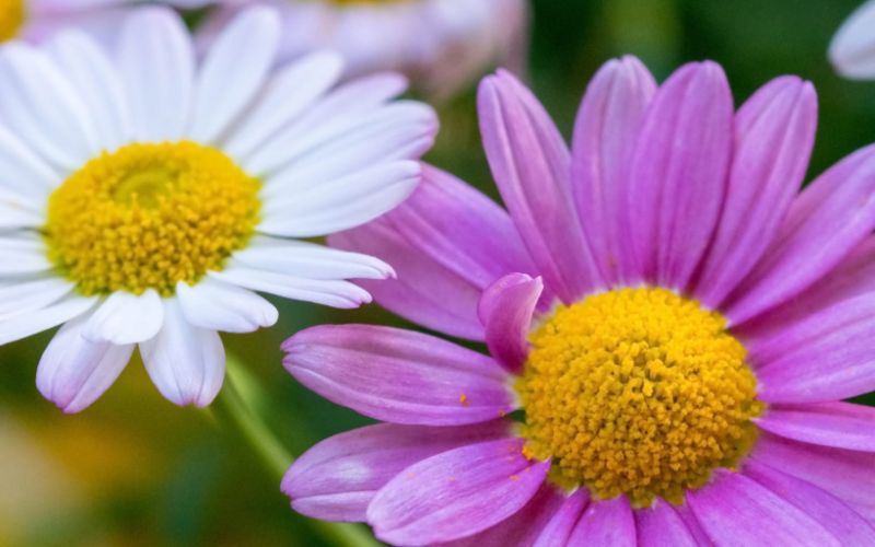 Daisy – Hoa cúc biểu tượng của sự thuần khiết và khởi đầu mới đầy hy vọng